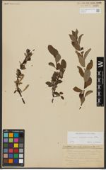 Foto von Salix waldsteiniana Willd.